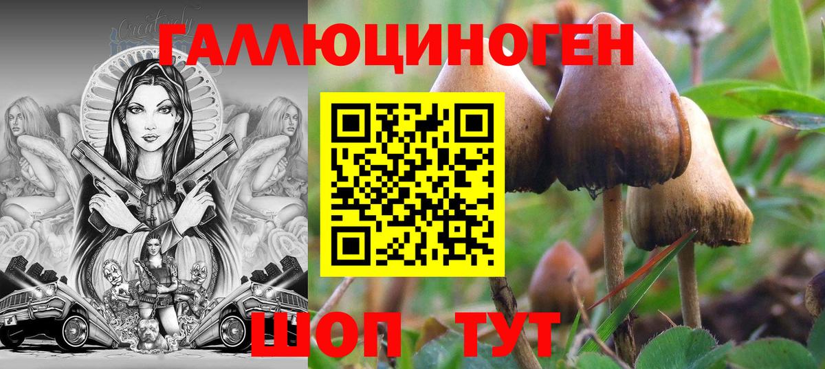 Галлюциногенные грибы Psilocybine cubensis Луховицы